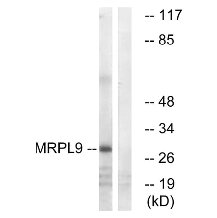 Western Blot - Anti-MRPL9 Antibody (C14089) - Antibodies.com