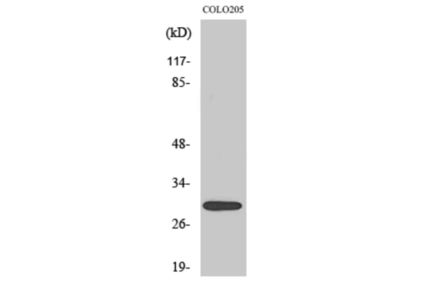 Western Blot - Anti-MRPL9 Antibody (C14089) - Antibodies.com