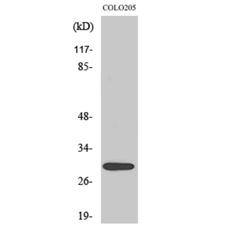Western Blot - Anti-MRPL9 Antibody (C14089) - Antibodies.com