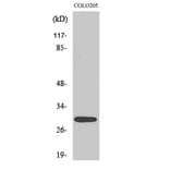 Western Blot - Anti-MRPL9 Antibody (C14089) - Antibodies.com
