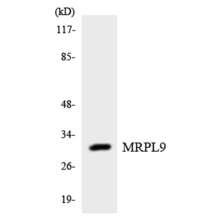 Western Blot - Anti-MRPL9 Antibody (R12-3047) - Antibodies.com