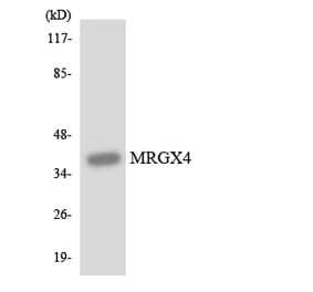 Western Blot - Anti-MRGX4 Antibody (R12-3032) - Antibodies.com