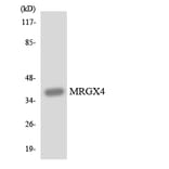 Western Blot - Anti-MRGX4 Antibody (R12-3032) - Antibodies.com