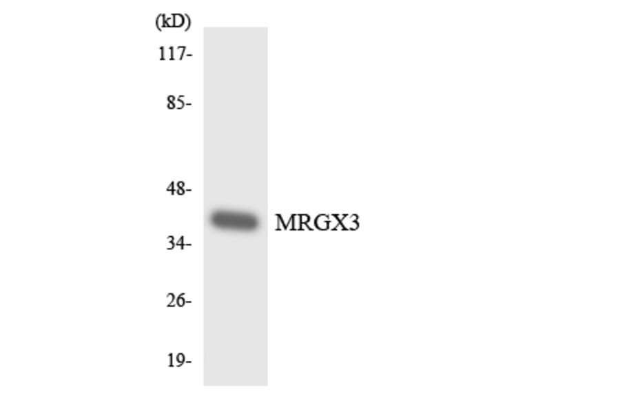 Western Blot - Anti-MRGX3 Antibody (R12-3031) - Antibodies.com