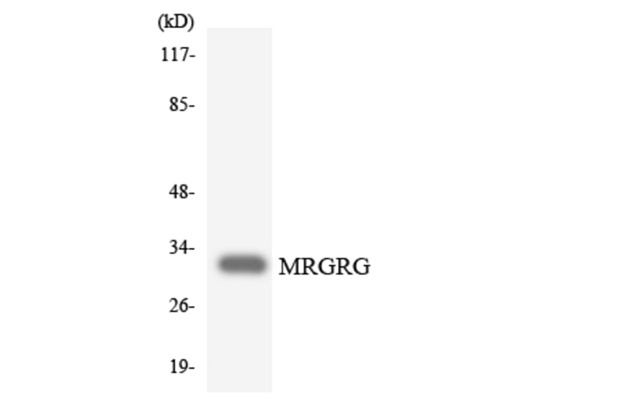 Western Blot - Anti-MRGRG Antibody (R12-3030) - Antibodies.com
