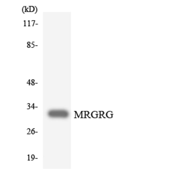 Western Blot - Anti-MRGRG Antibody (R12-3030) - Antibodies.com