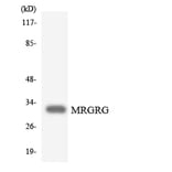 Western Blot - Anti-MRGRG Antibody (R12-3030) - Antibodies.com