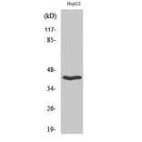 Western Blot - Anti-MOX2R Antibody (C20886) - Antibodies.com