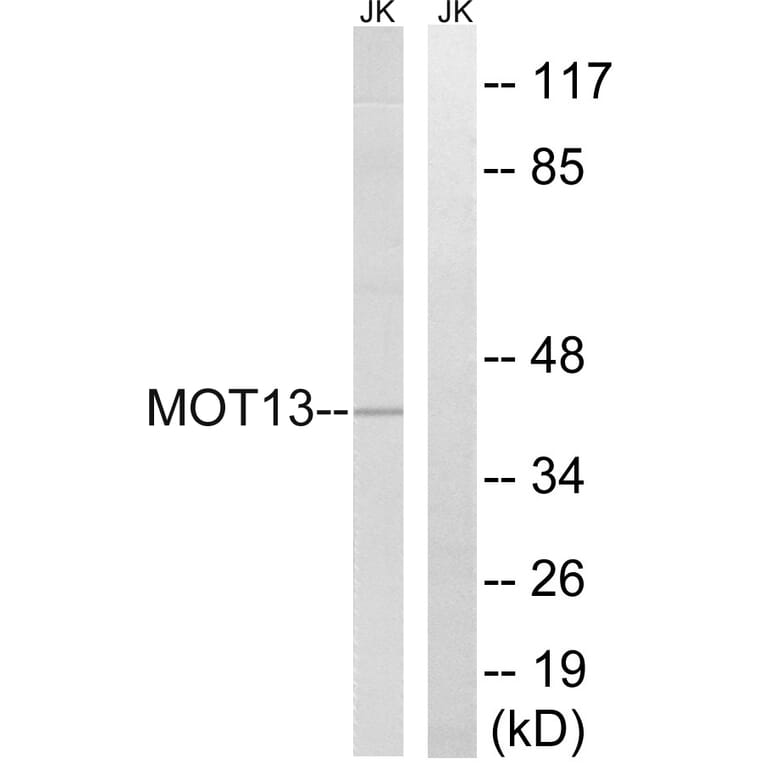 Western Blot - Anti-MOT13 Antibody (C16688) - Antibodies.com