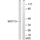 Western Blot - Anti-MOT13 Antibody (C16688) - Antibodies.com