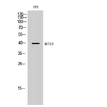Western Blot - Anti-MOT13 Antibody (C16688) - Antibodies.com