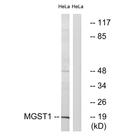 Western Blot - Anti-MGST1 Antibody (C16640) - Antibodies.com
