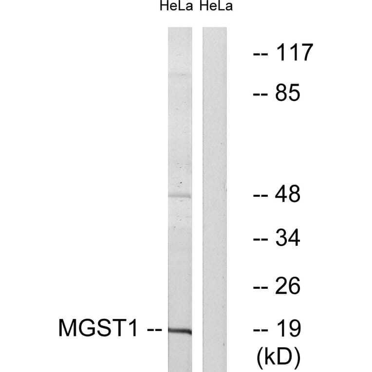 Western Blot - Anti-MGST1 Antibody (C16640) - Antibodies.com