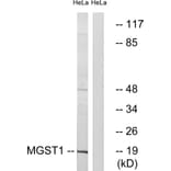Western Blot - Anti-MGST1 Antibody (C16640) - Antibodies.com