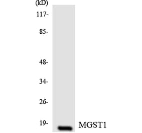 Western Blot - Anti-MGST1 Antibody (R12-3017) - Antibodies.com