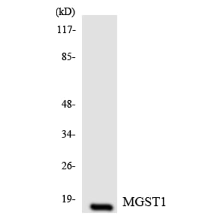 Western Blot - Anti-MGST1 Antibody (R12-3017) - Antibodies.com