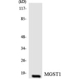 Western Blot - Anti-MGST1 Antibody (R12-3017) - Antibodies.com