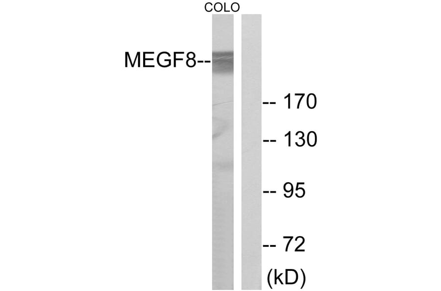 Western Blot - Anti-MEGF8 Antibody (C16731) - Antibodies.com