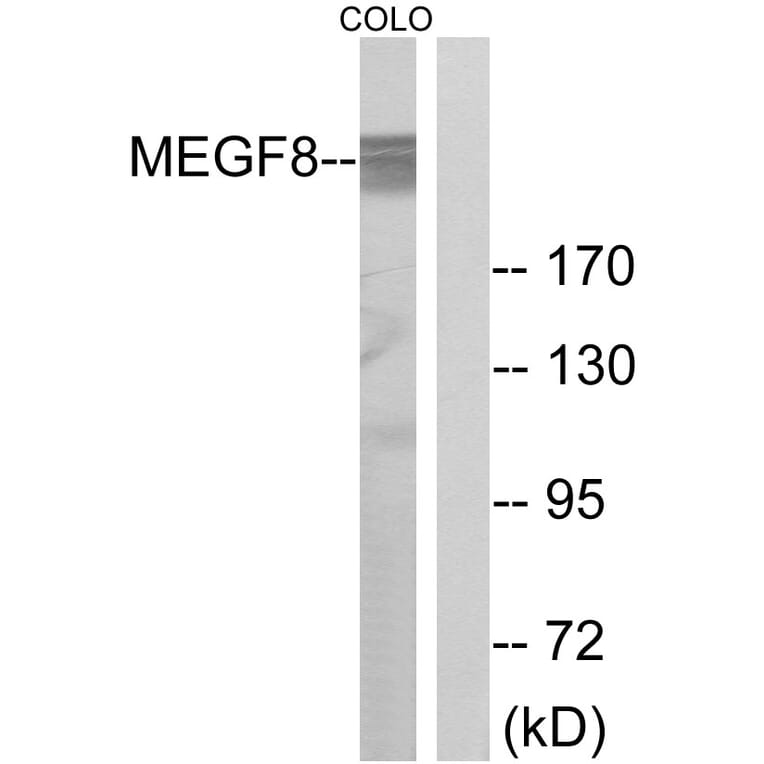 Western Blot - Anti-MEGF8 Antibody (C16731) - Antibodies.com