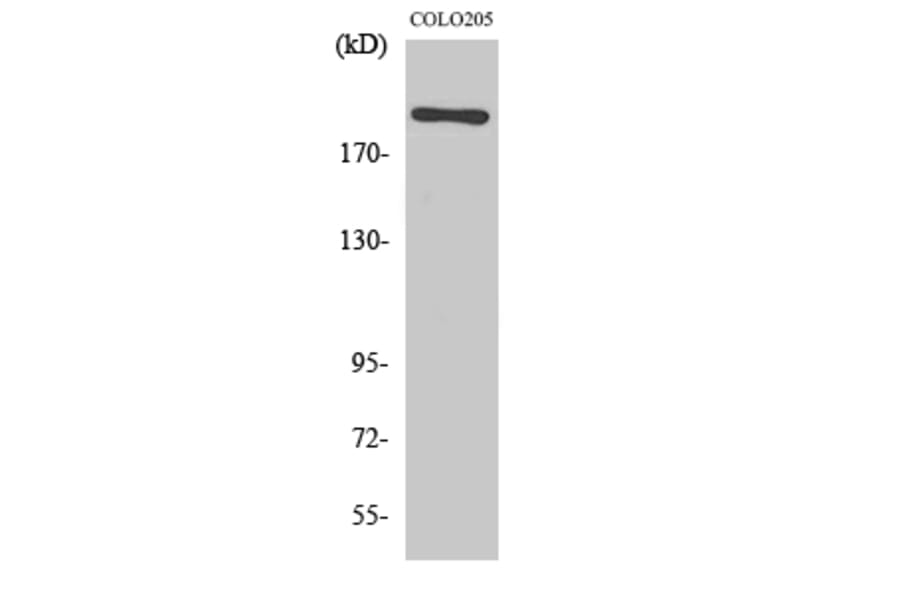 Western Blot - Anti-MEGF8 Antibody (C16731) - Antibodies.com