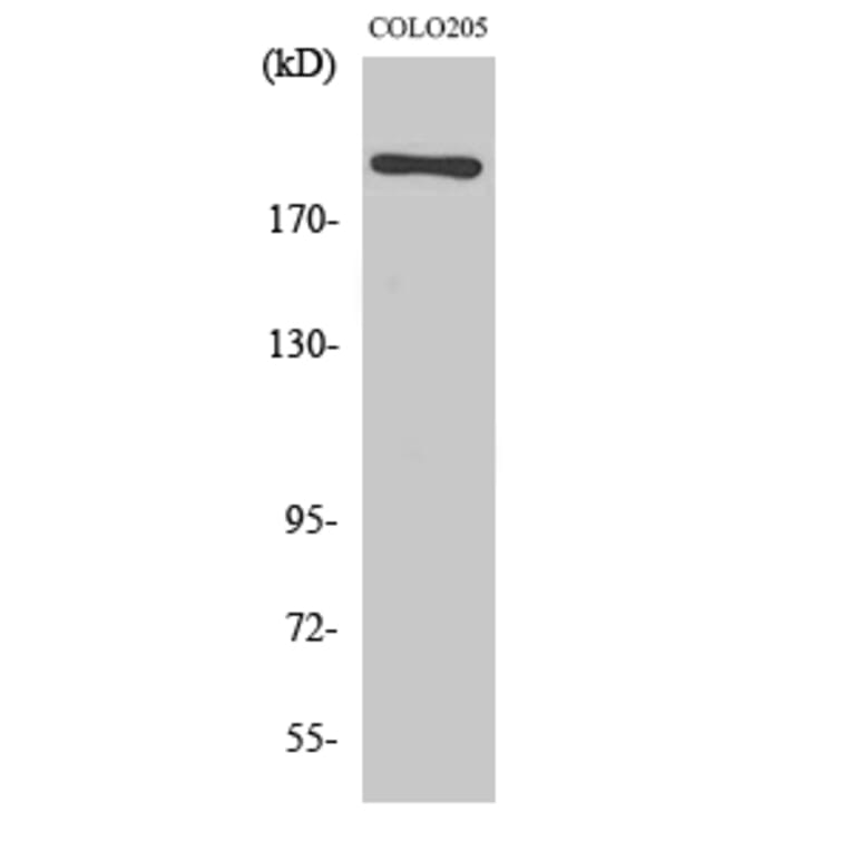 Western Blot - Anti-MEGF8 Antibody (C16731) - Antibodies.com
