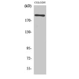Western Blot - Anti-MEGF8 Antibody (C16731) - Antibodies.com