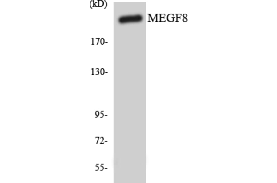 Western Blot - Anti-MEGF8 Antibody (R12-3012) - Antibodies.com