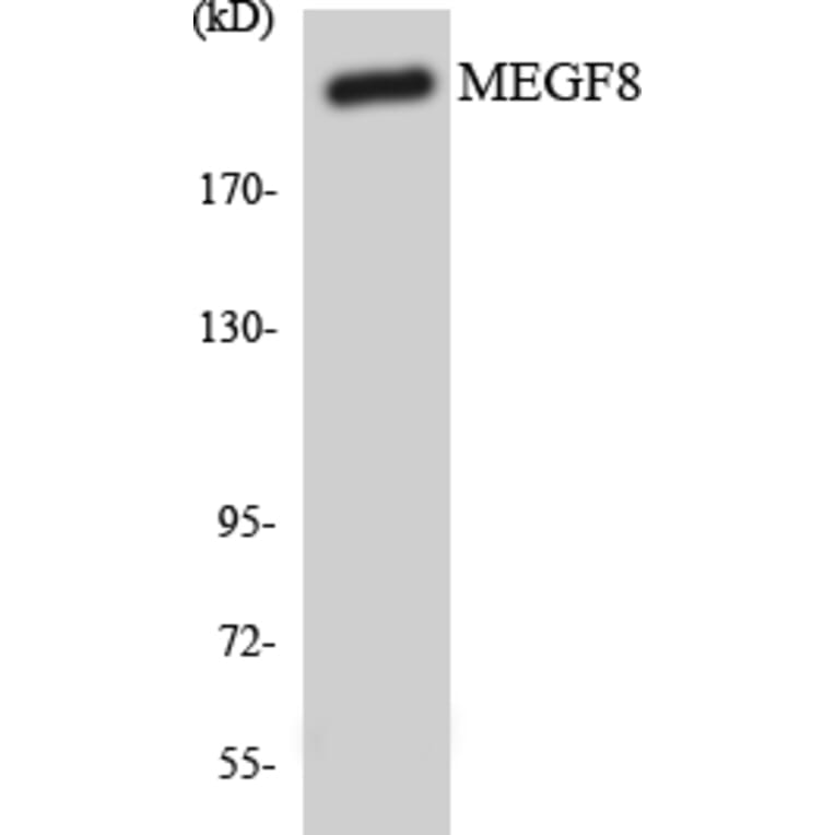 Western Blot - Anti-MEGF8 Antibody (R12-3012) - Antibodies.com