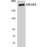 Western Blot - Anti-MEGF8 Antibody (R12-3012) - Antibodies.com
