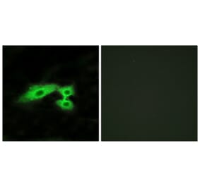 Immunofluorescence - Anti-MAS1L Antibody (G383) - Antibodies.com