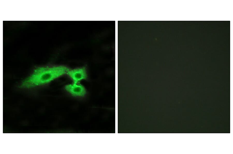 Immunofluorescence - Anti-MAS1L Antibody (G383) - Antibodies.com