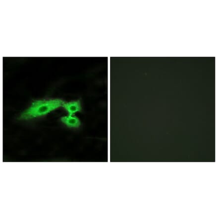 Immunofluorescence - Anti-MAS1L Antibody (G383) - Antibodies.com