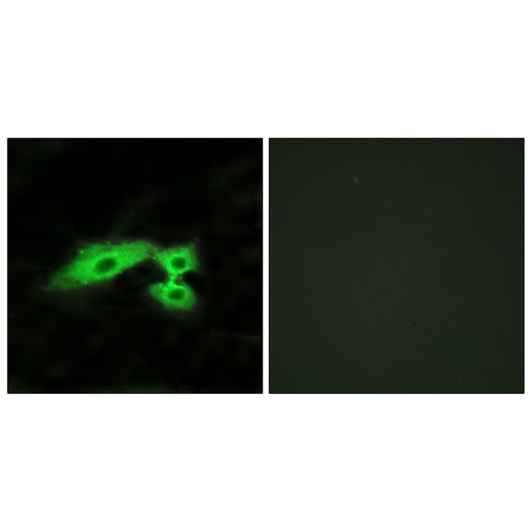 Immunofluorescence - Anti-MAS1L Antibody (G383) - Antibodies.com