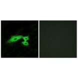 Immunofluorescence - Anti-MAS1L Antibody (G383) - Antibodies.com