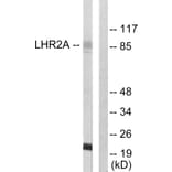 Western Blot - Anti-LHR2A Antibody (C10028) - Antibodies.com
