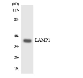 Western Blot - Anti-LAMP1 Antibody (R12-2961) - Antibodies.com