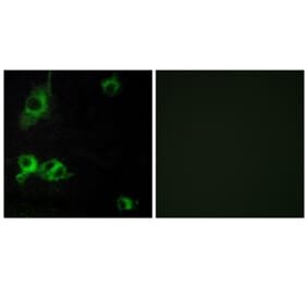 Immunofluorescence - Anti-LAMA1 Antibody (C13064) - Antibodies.com