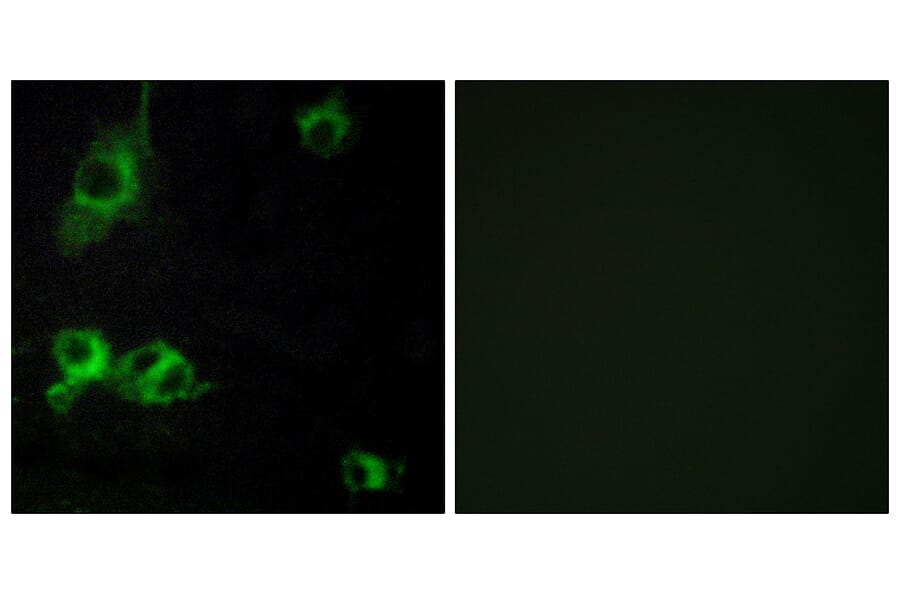 Immunofluorescence - Anti-LAMA1 Antibody (C13064) - Antibodies.com