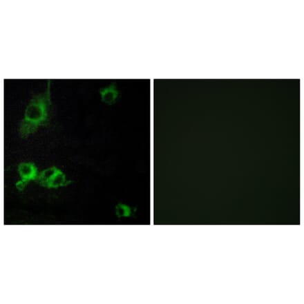 Immunofluorescence - Anti-LAMA1 Antibody (C13064) - Antibodies.com