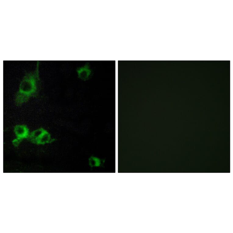 Immunofluorescence - Anti-LAMA1 Antibody (C13064) - Antibodies.com