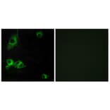 Immunofluorescence - Anti-LAMA1 Antibody (C13064) - Antibodies.com