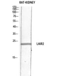 Western Blot - Anti-LAIR2 Antibody (C30555) - Antibodies.com