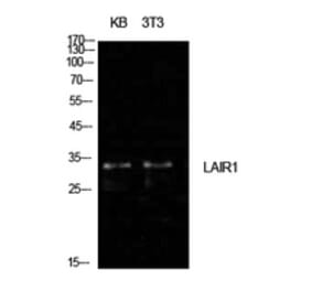 Western Blot - Anti-LAIR1 Antibody (C30541) - Antibodies.com