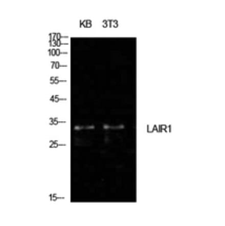 Western Blot - Anti-LAIR1 Antibody (C30541) - Antibodies.com