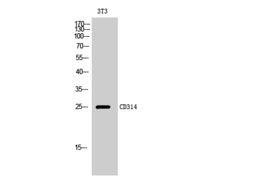 Western Blot - Anti-KLRK1 Antibody (C21318) - Antibodies.com