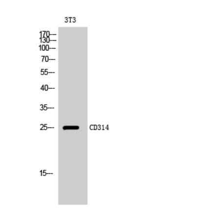 Western Blot - Anti-KLRK1 Antibody (C21318) - Antibodies.com