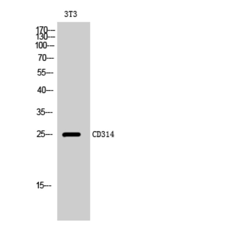 Western Blot - Anti-KLRK1 Antibody (C21318) - Antibodies.com