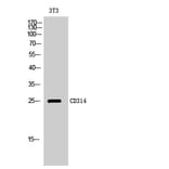 Western Blot - Anti-KLRK1 Antibody (C21318) - Antibodies.com