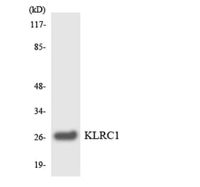 Western Blot - Anti-KLRC1 Antibody (R12-2957) - Antibodies.com