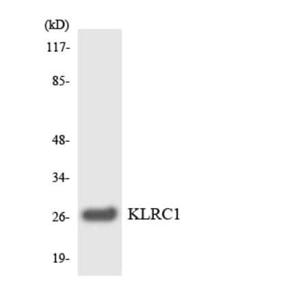 Western Blot - Anti-KLRC1 Antibody (R12-2957) - Antibodies.com